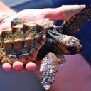 Loggerhead turtle