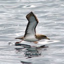 Cory's shearwater