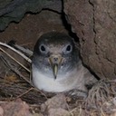 Cory's shearwater